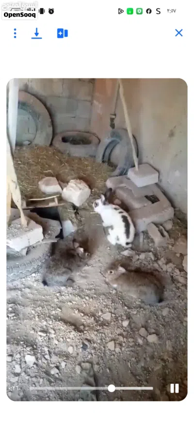 ارانب هجين بابيون 4