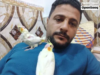 افراخ كوكتيل العمر 40 يوم 2