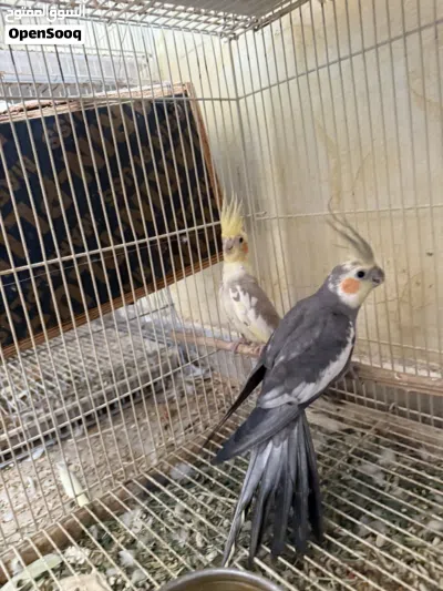 للبيع طيور سبب البيع العمل لا يوجد لدي وقت 3