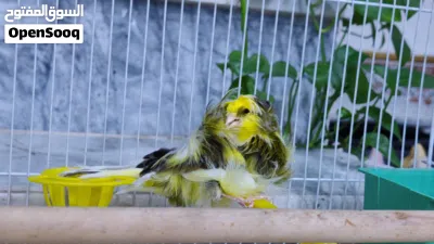 كناري مفتل سوبر 2