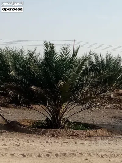 ارض زراعيه انتفاع 2