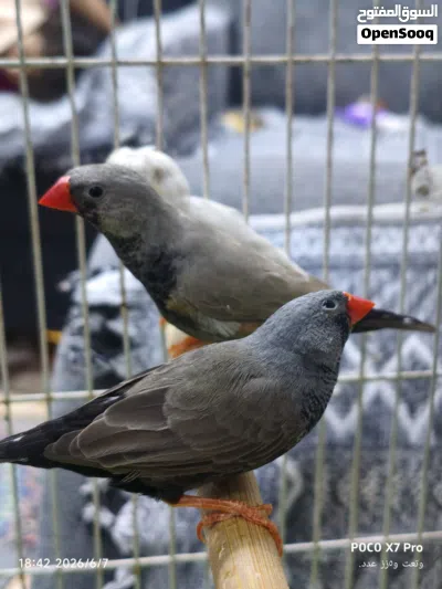 3فحله 2شاركول واحد ويت كرست 4