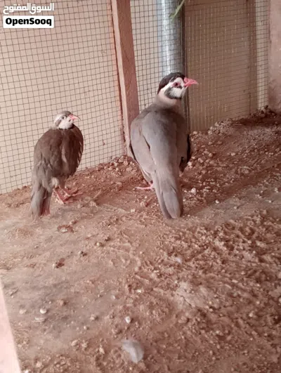 حمام زينة + زوج طيور الحجل 3