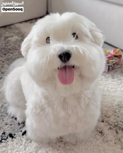 Pure Maltese puppy 3