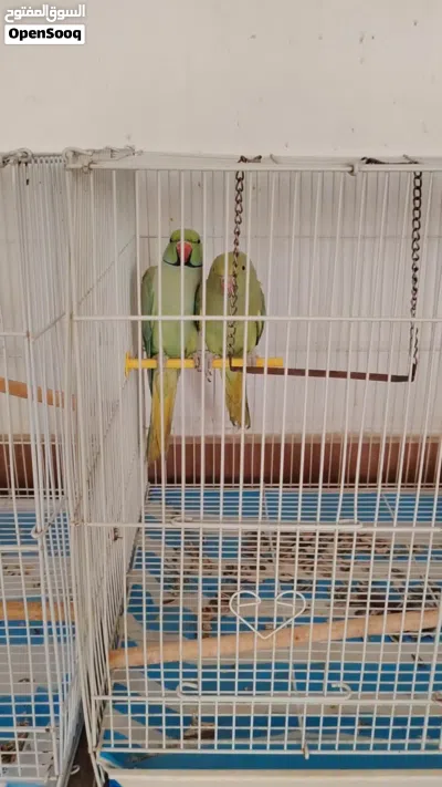 undefined 4