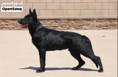 German shepherd puppy black jack working line 2