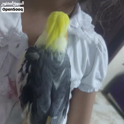طائر كوكتيل أليف %100 (Normal Grey Cockatiel). شومر شارع الرياض قرب شومرالحديثه 3