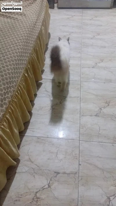قطة باندا للبيع 2