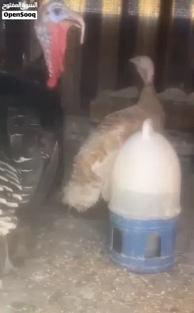 متاح في السلط 2