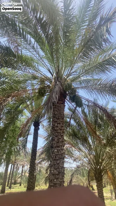 أشجار النخيل للبيع من ارتفاع متر إلى 4 متر 4