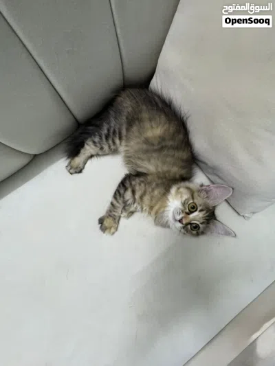 قطة هجينه شيرازيه و هملايا للبيع 4
