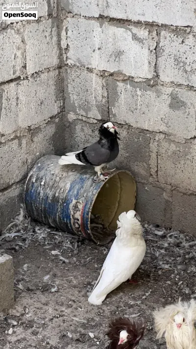 حمام نمساوي ، ساينت ، جاكوبين 4