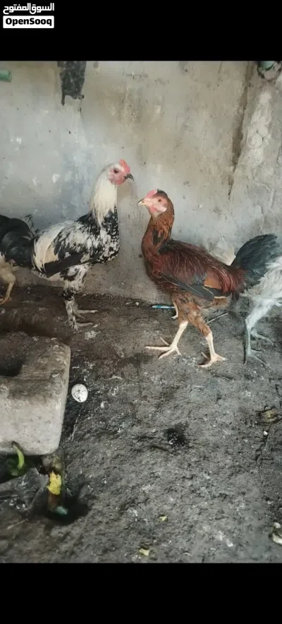 undefined 3