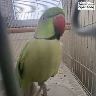 male parrot 2