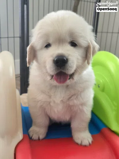 Golden Retriever puppies 4