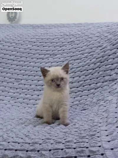 سكوتش فولد وبرتش عمر شهرين 2