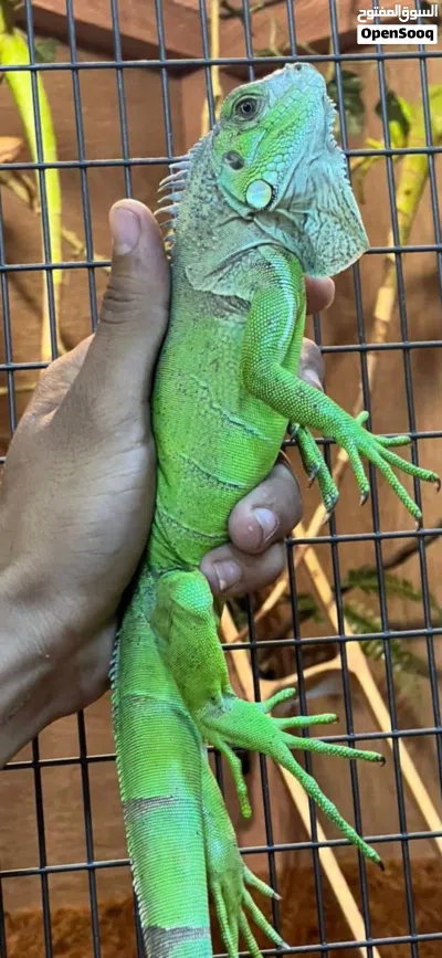 ايغوانا Vivid Green الحجم 50 سنتي الام والاب مستوردين من امريكا وتم انتاجها بالاردن مسالمه جداً 4