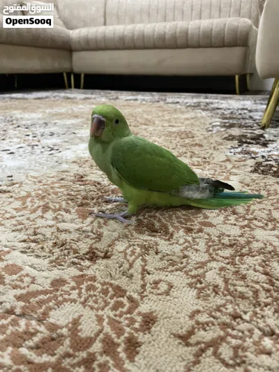 بغبغاء ميتو اليف وصغير جاهز لتعليم وكلام 2