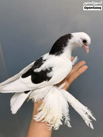 متاح انتاج هزاز 2