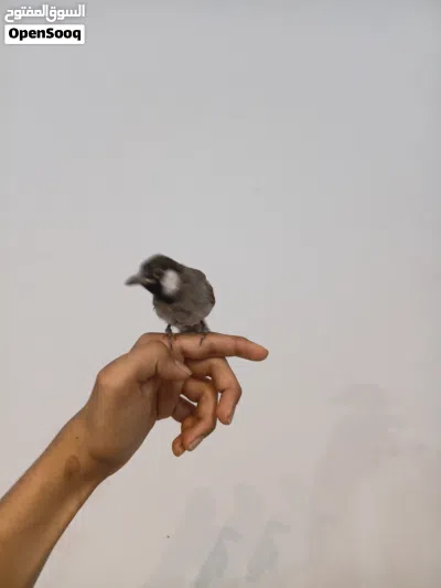 بلبل ربه طينه يطلع خارج المنزل وتصيحله يجيك مخرج تغريد طك جناح اقره وصف 2