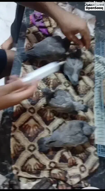 افراخ ورشان او طبن 2