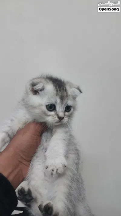 قط سكوتش فولد شهرين 2