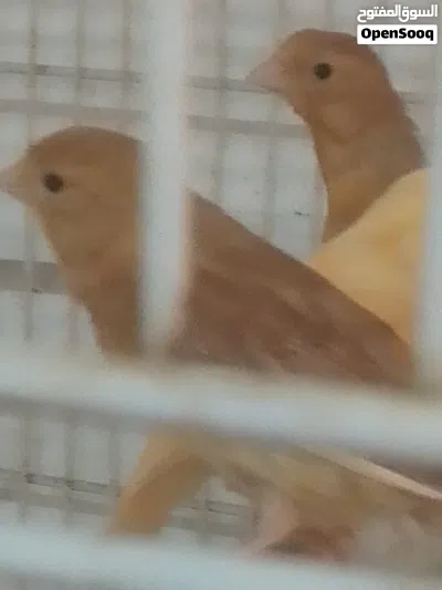 مخاليف كنار عدد خمسه 3