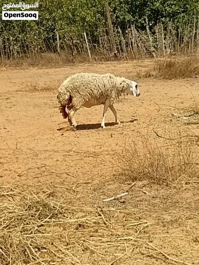 السلام عليكم ثلاثة نعجات 2 كل وحدة تحتها خروف سنهم اول جمع والتالثه انت والنصيب سنها سدسة 2