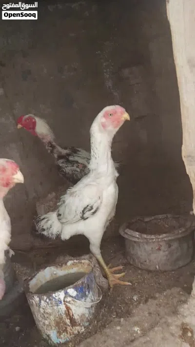 ثلاث فرحات فارسي وديك اربد بني كنانه 3