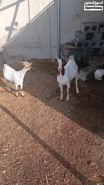 2 تيس للبيع الصغير ب 70 وكبير ب 90 2