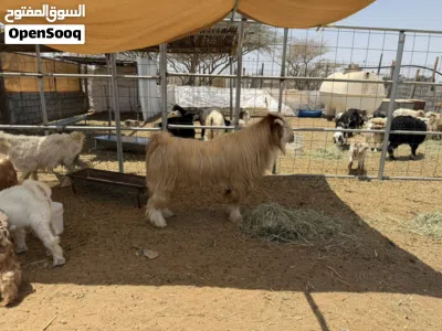 تيس رحبي فحل طيب و ذبيحه سمين فل 4