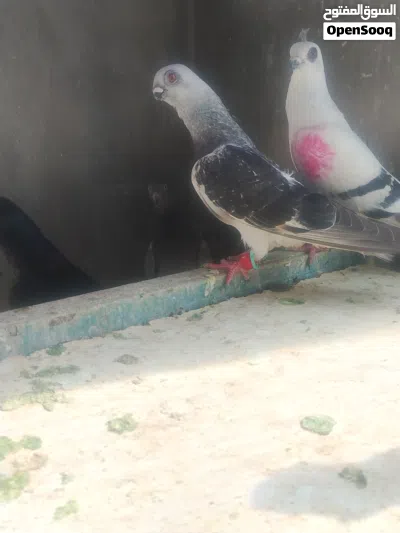 فحل بوز طير زق ما شاء الله 3