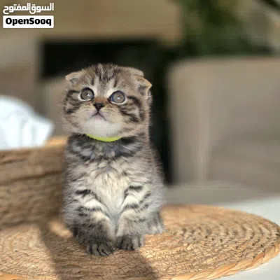 amazing cute Scottish fold short hair tabby 3