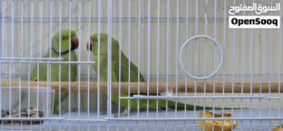 Ring neck parrots 4