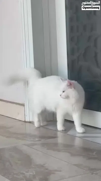 للبيع قطة شيرازية 4