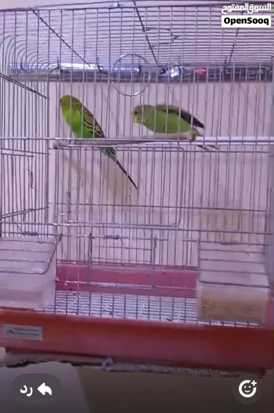 طيور هند بادجي 2