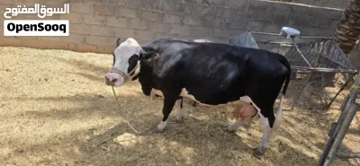 للبيع للبيع بقرة ظفارية 3
