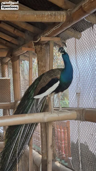 ذكور طاووس للبيع او بدل مع انثى 2