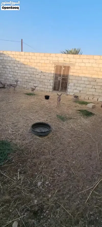 للبيع غزلان مربيات 2