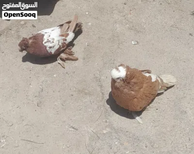 زوج حمام كما موضح بلصور الفحل اربيلي فول جامبو والطيره بخاريه وايت سايد فول مزاويج ومطاريد حاليا 4