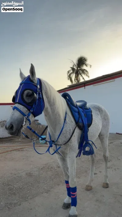 خيل للبيع في صلاله 2