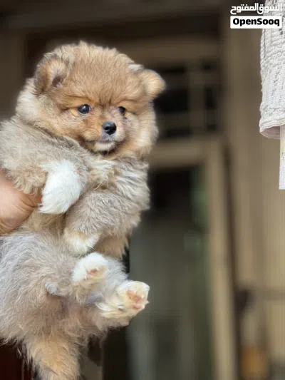 Pomeranian puppy 2