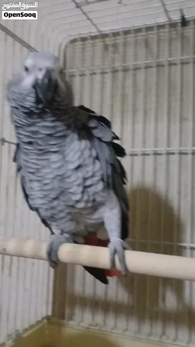 ببغاء زنجيباري 4