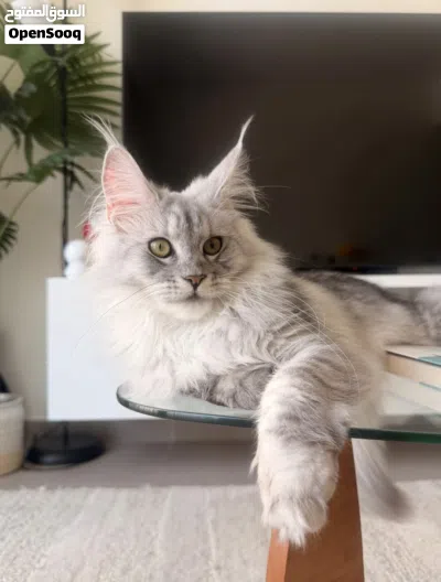 Imported from Russia Purebred Silver Maine Coon Female 2