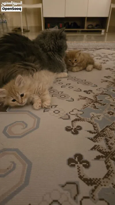 2 shirazi kittens for sale 4