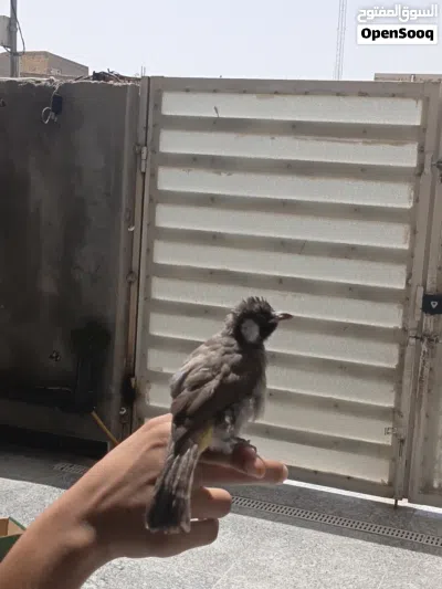 بلبل ربه طينه يطلع خارج المنزل وتصيحله يجيك مخرجه عله بلبل وحشي طور مخلف ستوه بده يصبغ 3