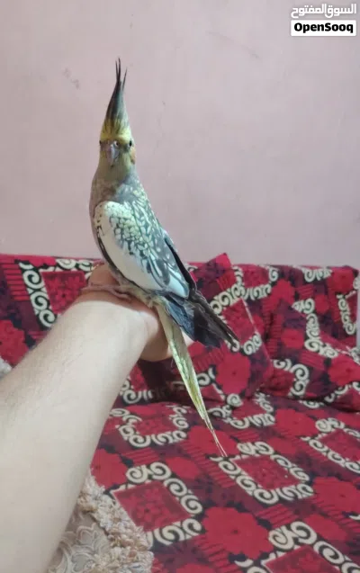 كوكتيل انثى جاهزة أليفة.. مراوس بذكر أليف 4