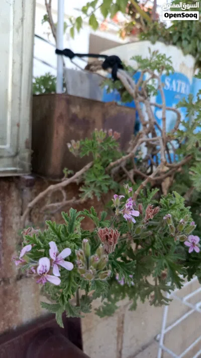 زريعه ابو صلاح مشتل ابو صلاح 3