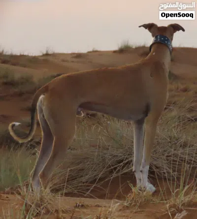 male greyhound 4
