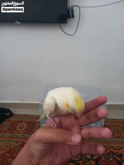 ببغاء كوكتيل مفطوم مروض فل 3
